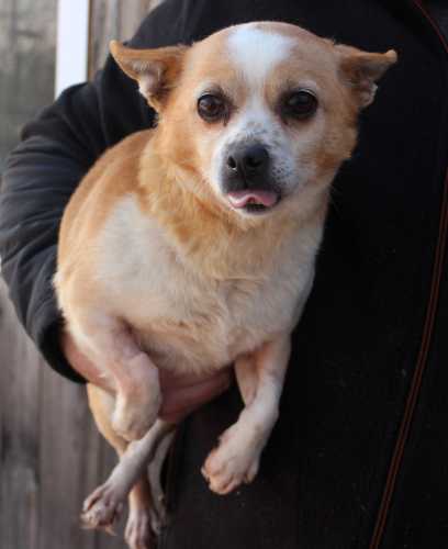 Suka, mała, rudo-biała, gładka, 10 lat / Bukowina Tatrzańska nr 473