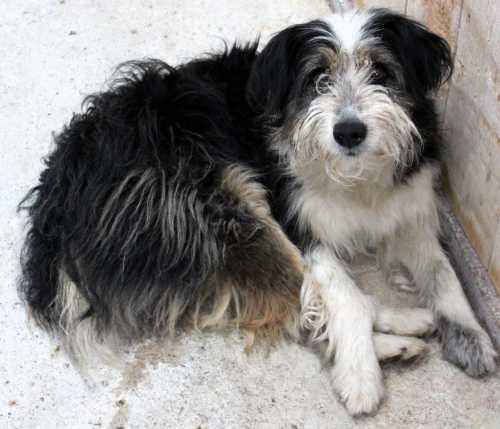 Pies, średni, czarno-biały, szorstkowłosy, 4 lata / Bukowina Tatrzańska nr 467