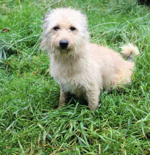 Pies, średni, jasnobrązowy, szorstkowłosy, 1,5 roku / Bukowina Tatrzańska nr 468