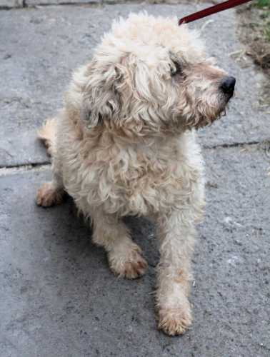 Pies, średni, beżowo-kremowy, kudłaty, 2 lata / Bukowina Tatrzańska nr 471